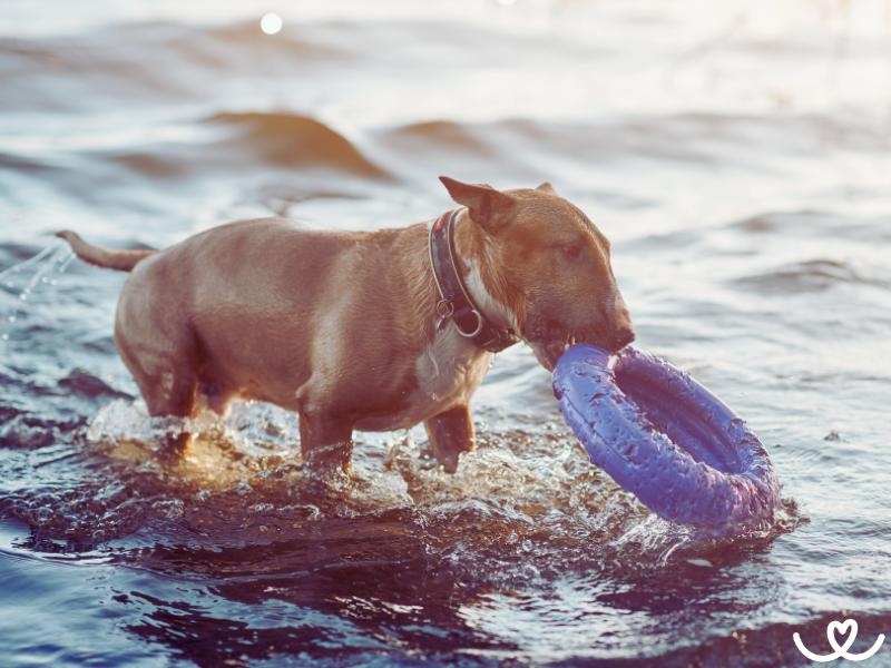 Dog-puller-pro-psy (7)